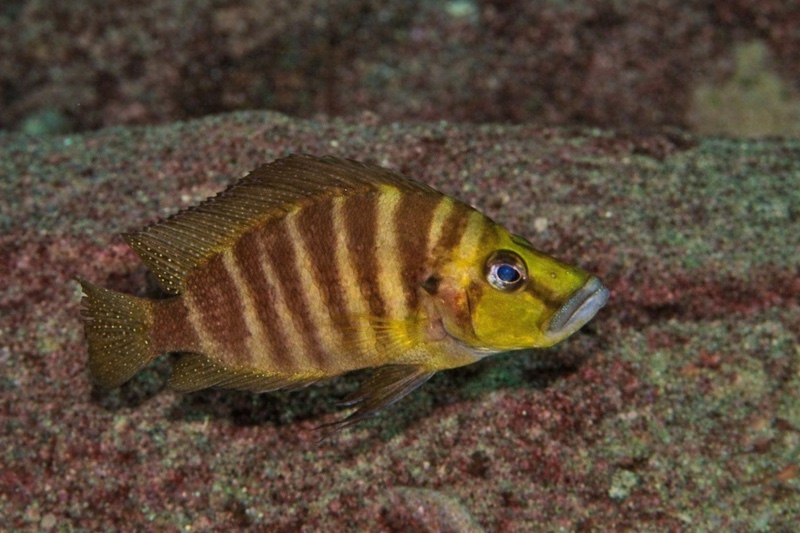 Altolamprologus compressiceps 'Kafyoko Point'
